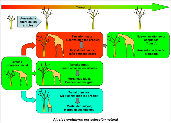 Blog 150125 - Seleccion natural