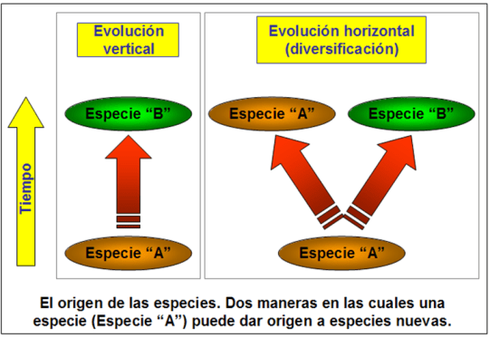 Blog 150228 - Horizontal & vertical evolution - 2