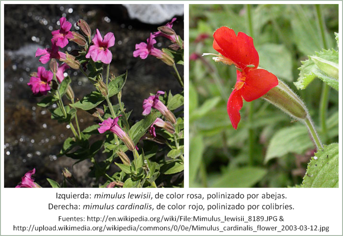 Blog 150228 - Origen de especies - mimulus