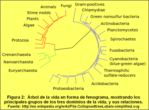 Blog 150330 - Árbol genealógico - Fig. 2