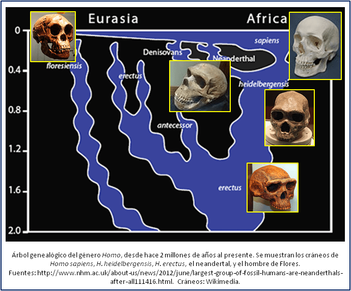 Blog 1505XX - Homo family tree