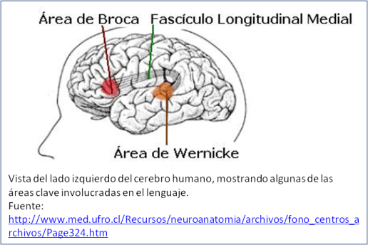 Blog 1505XX - Broca & Wernicke areas