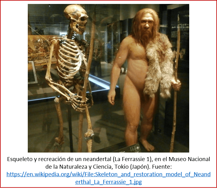 Blog 1603XX - Esqueleto y recreación de neandertal