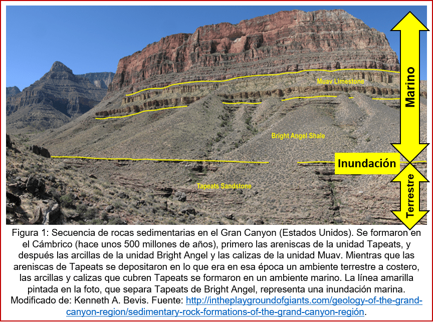 Blog 1706XX - Ritmo de la evolución - Figura 1