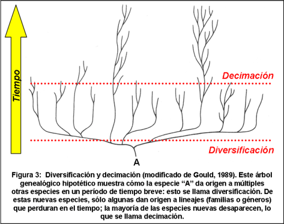 Blog 1706XX - Ritmo de la evolución - Figura 3