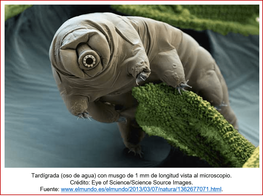 Blog 1708XX - Preludio de la vida 6 - oso de agua