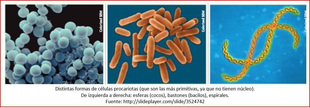 Blog 1805XX - Células procariotas