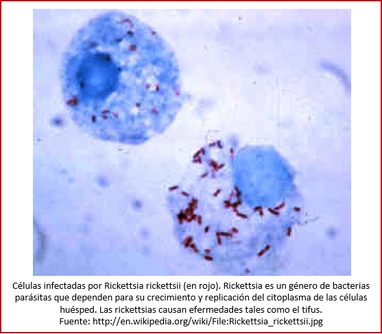 Blog 1805XX - Rickettsia