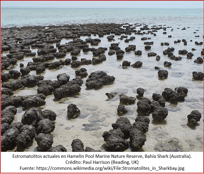 Blog 180811 - Estromatolitos 1