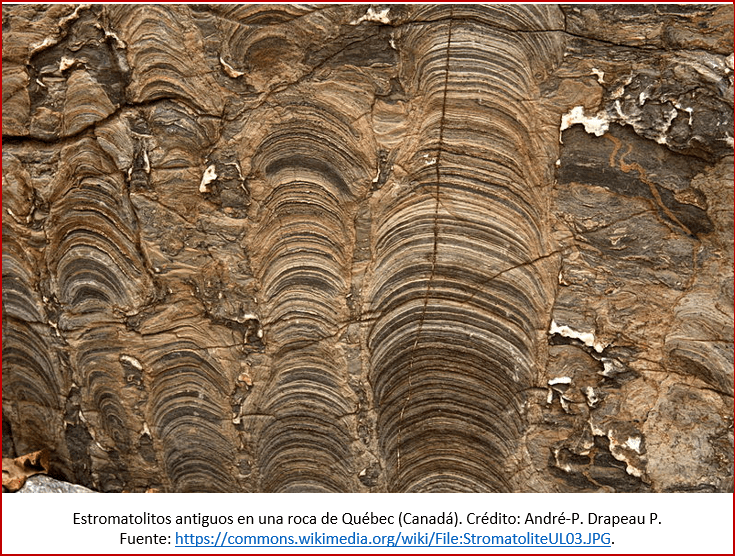 Blog 180811 - Estromatolitos 2
