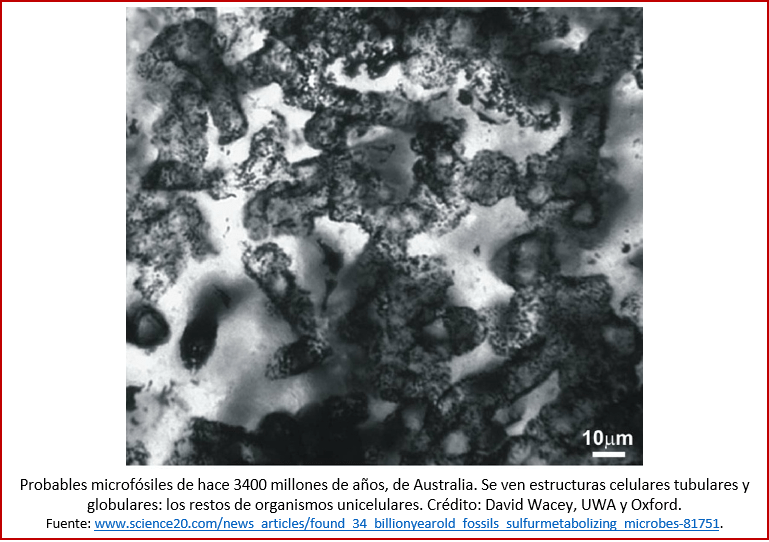 Blog 180811 - Microfósiles