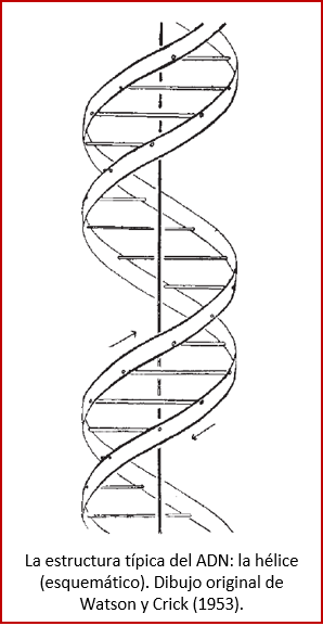 Blog 1811XX - Hélice del ADN