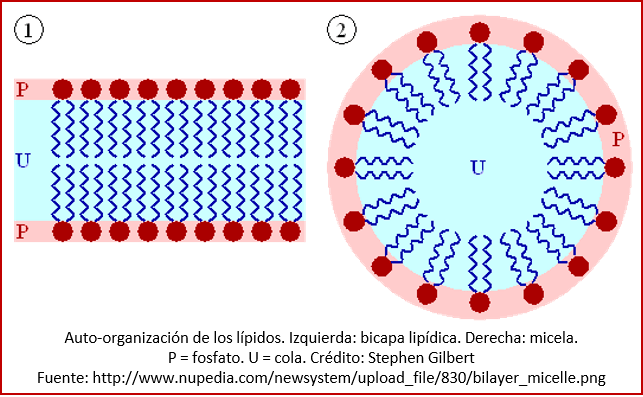 Blog 1811XX - Lípidos