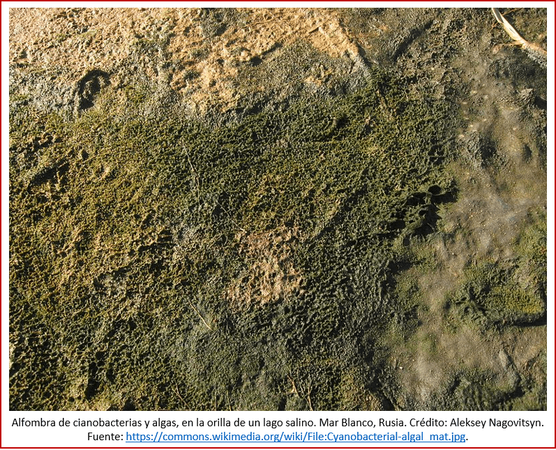 Blog 1903XX - Gran Oxidación - alfombra de cianobacterias