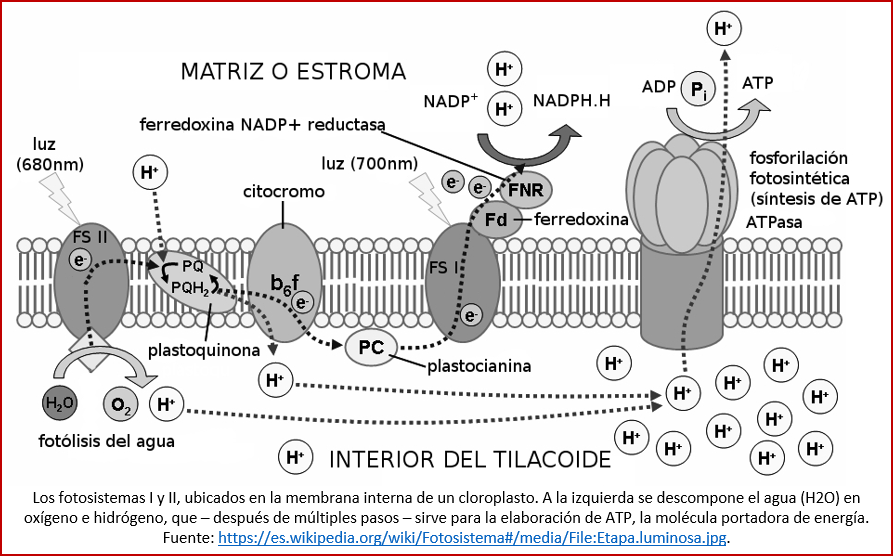Blog 1903XX - Gran Oxidación - fotosistemas