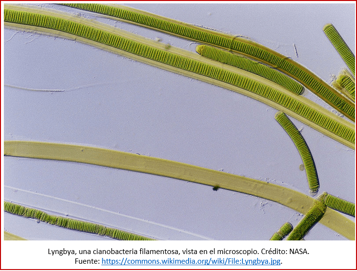 Blog 1903XX - Gran Oxidación - Lyngbya
