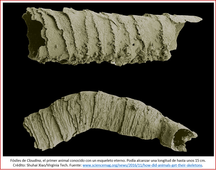 Blog 1906XX - Animales - Cloudina