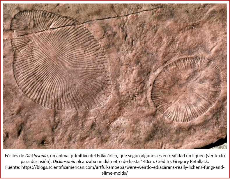 Blog 1906XX - Animales - Dickinsonia