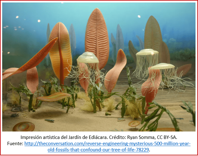 Blog 1906XX - Animales - Jardín de Ediacara