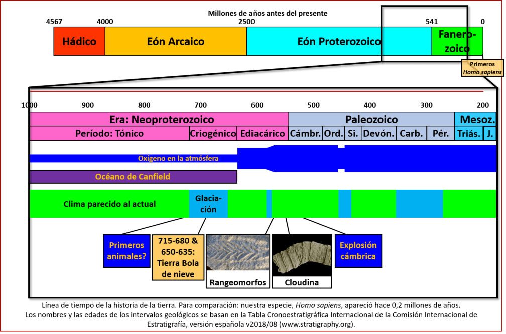 Blog 1906XX - Animales - Línea de tiempo