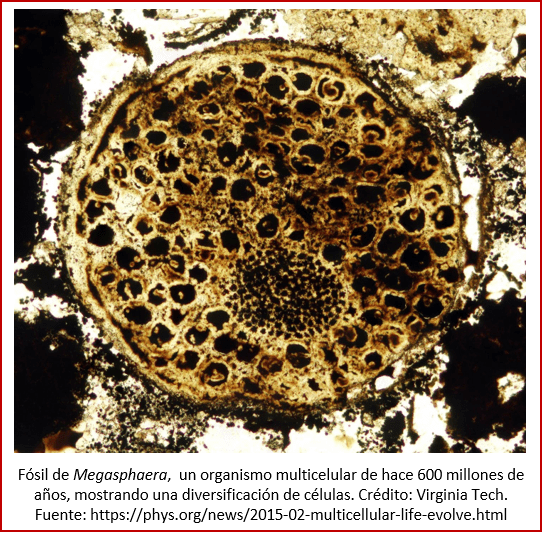 Blog 1906XX - Animales - Megasphaera