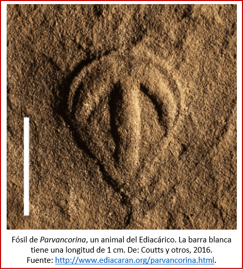 Blog 1906XX - Animales - Parvancorina