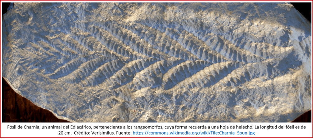 Blog 1906XX - Animales - Rangeomorfos