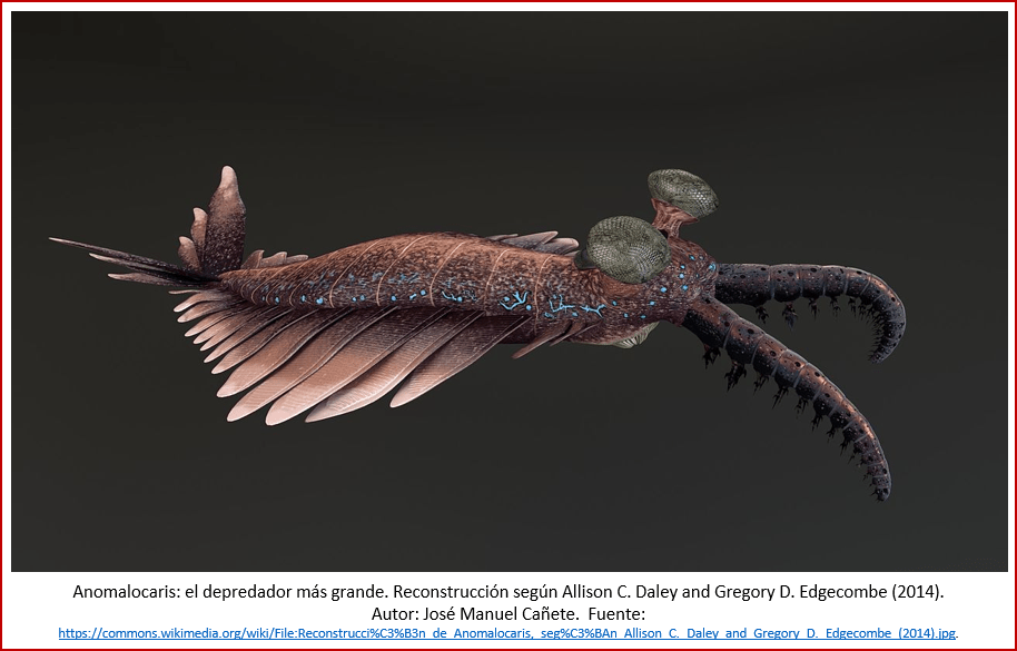 Blog 1909xx - Cámbrico - Anomalocaris
