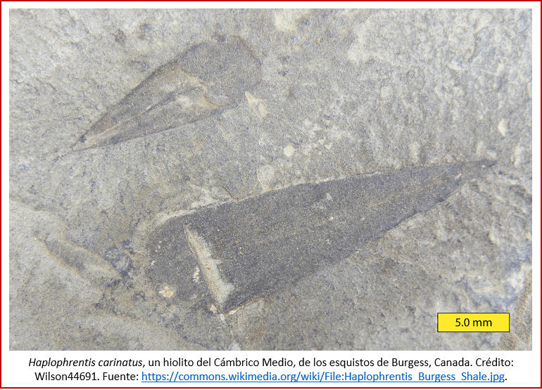 Blog 1909xx - Cámbrico - Hiolito