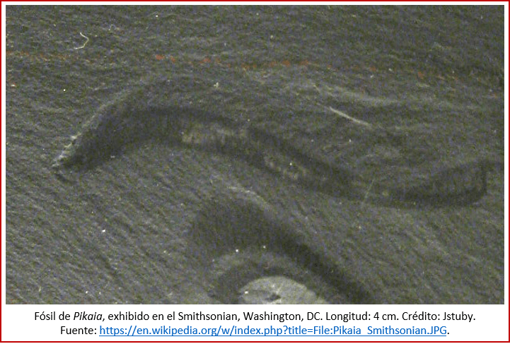 Blog 1909xx - Cámbrico - Pikaia