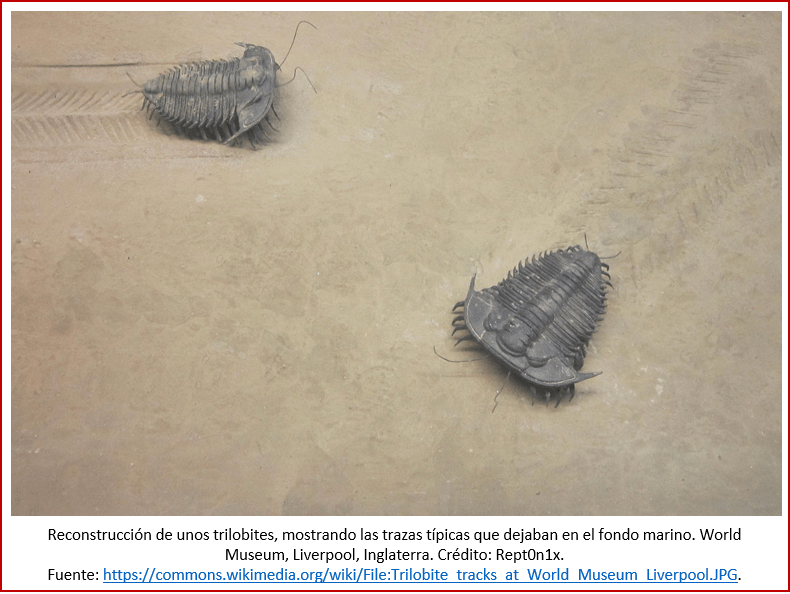 Blog 1909xx - Cámbrico - Trilobites