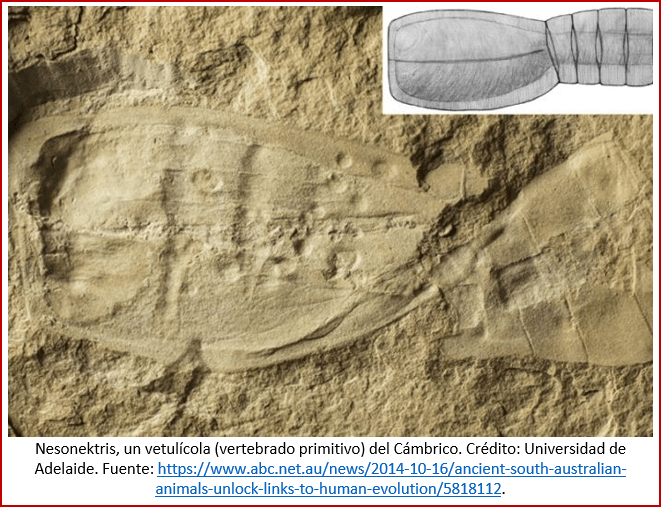 Blog 1909xx - Cámbrico - Vetulícola