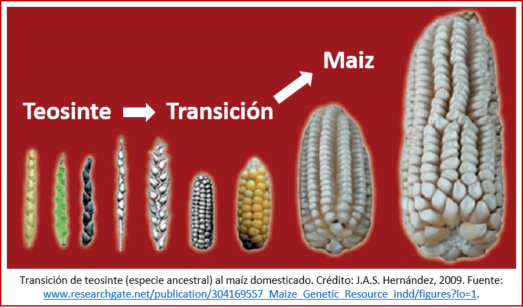 Blog 191027 - Revolución neolítica 2 - maiz