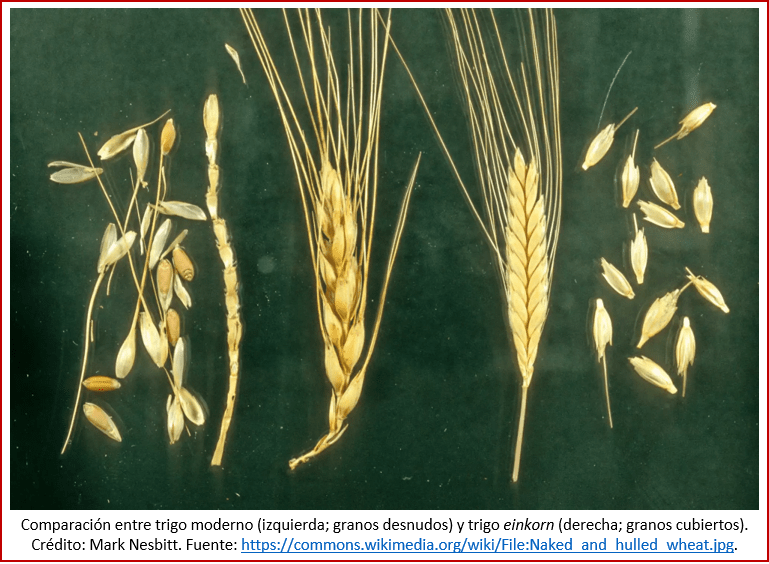 Blog 191027 - Revolución neolítica 2 - trigo