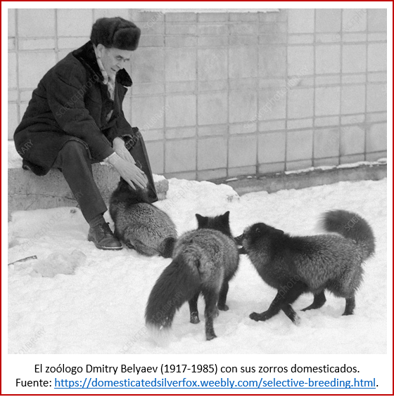 Blog 191130 - Revolución neolítica 3 - Belyaev