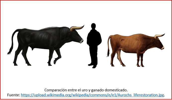 Blog 191130 - Revolución neolítica 3 - uro