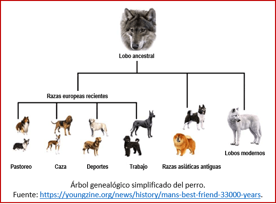 Blog 200201 - Revolución neolítica 4 - árbol