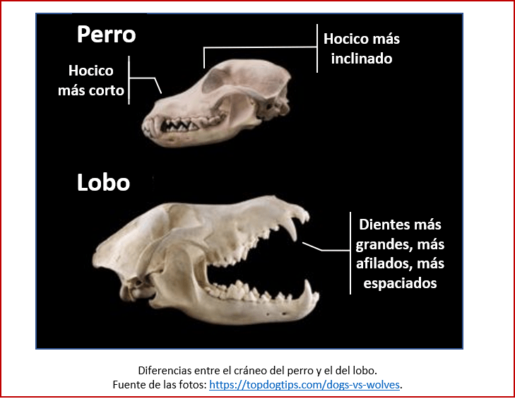 Blog 200201 - Revolución neolítica 4 - cráneos