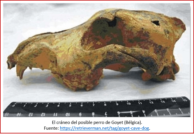 Blog 200201 - Revolución neolítica 4 - Goyet