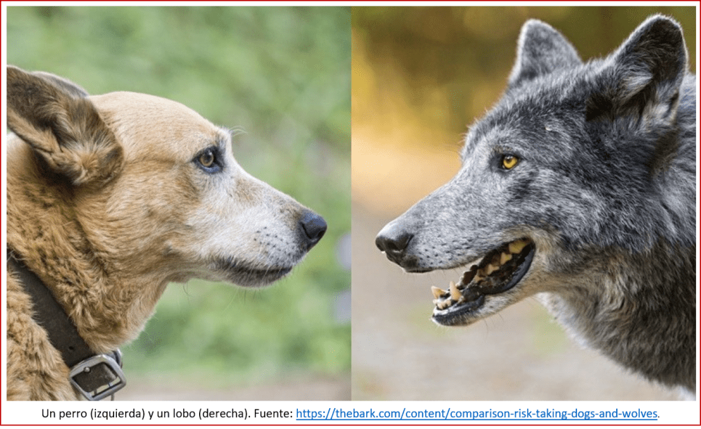 Blog 200201 - Revolución neolítica 4 - lobo & perro