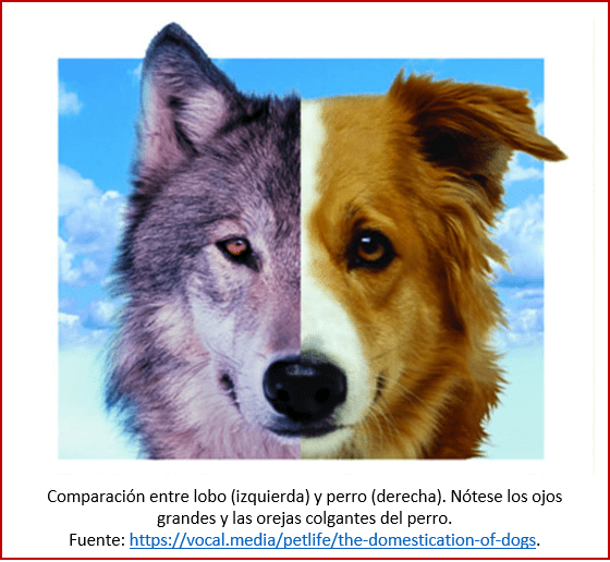 Blog 200201 - Revolución neolítica 4 - ojo & oreja