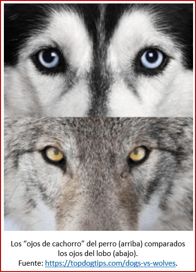 Blog 200201 - Revolución neolítica 4 - ojos de cachorro