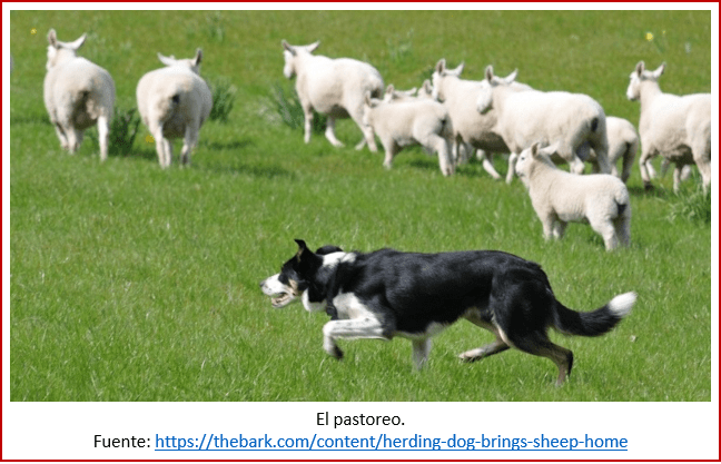 Blog 200201 - Revolución neolítica 4 - pastoreo