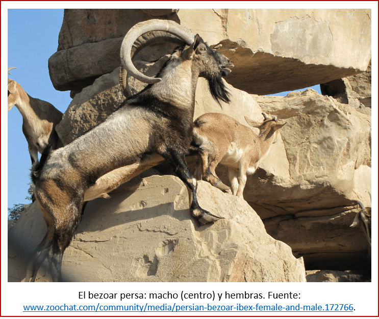 Blog 2002xx - Revolución neolítica 5 - bezoar