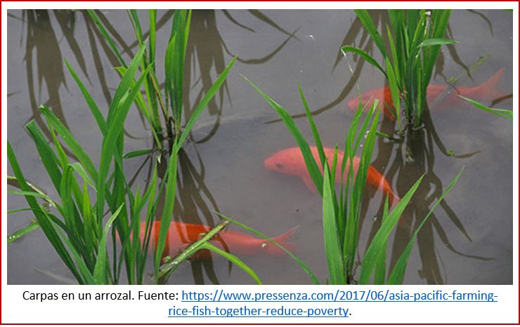 Blog 2002xx - Revolución neolítica 5 - carpas