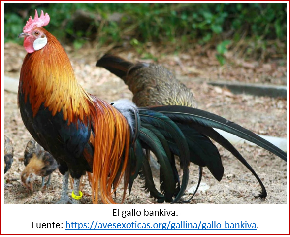 Blog 2002xx - Revolución neolítica 5 - gallo