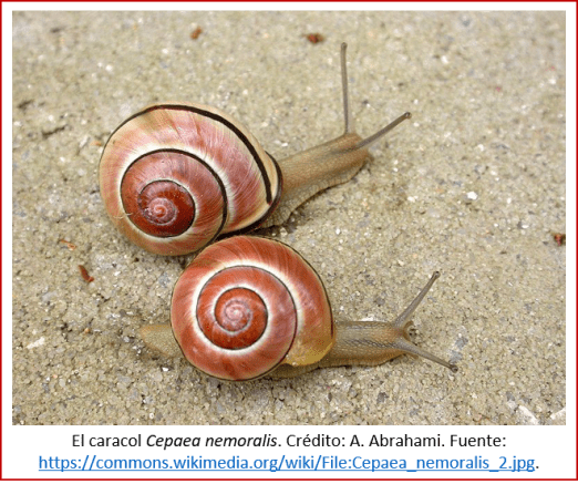 Blog 2007xx - Evolución contemporánea - caracol