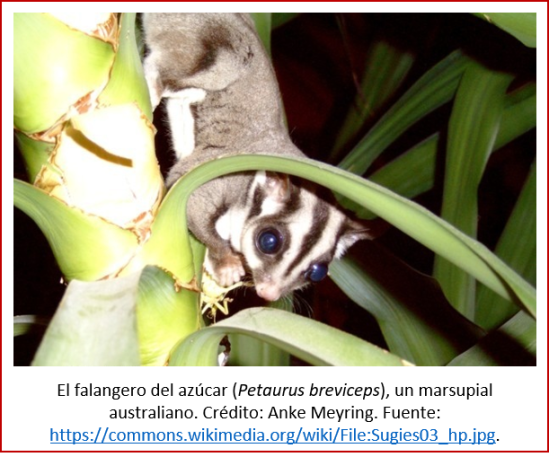 Blog 2007xx - Evolución contemporánea - falangero