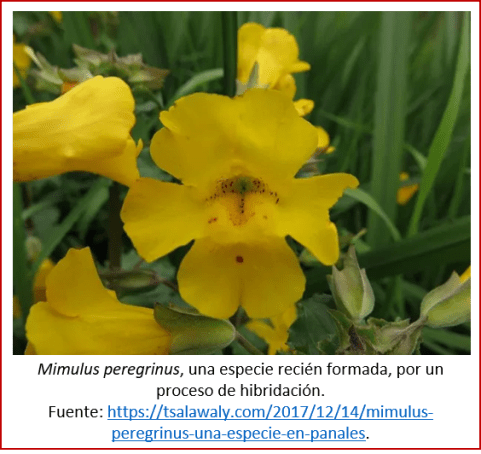 Blog 2007xx - Evolución contemporánea - Mimulus