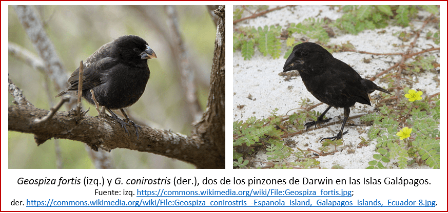 Blog 2007xx - Evolución contemporánea - pinzones